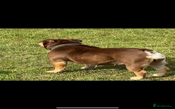 English Bulldog dogs for sale: KC registered English Bulldog Puppies  - Image 5