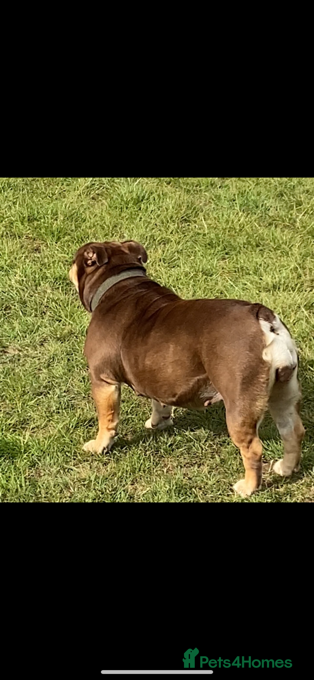 English Bulldog dogs for sale: KC registered English Bulldog Puppies  - Image 5