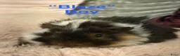 Guinea Pig rodents for sale: Gorgeous piggies for sale - Advert 10