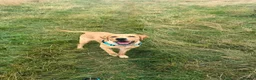 Labrador Retriever dogs for sale: 9 month old Lab looking for his forever home 🐾 - Advert 1