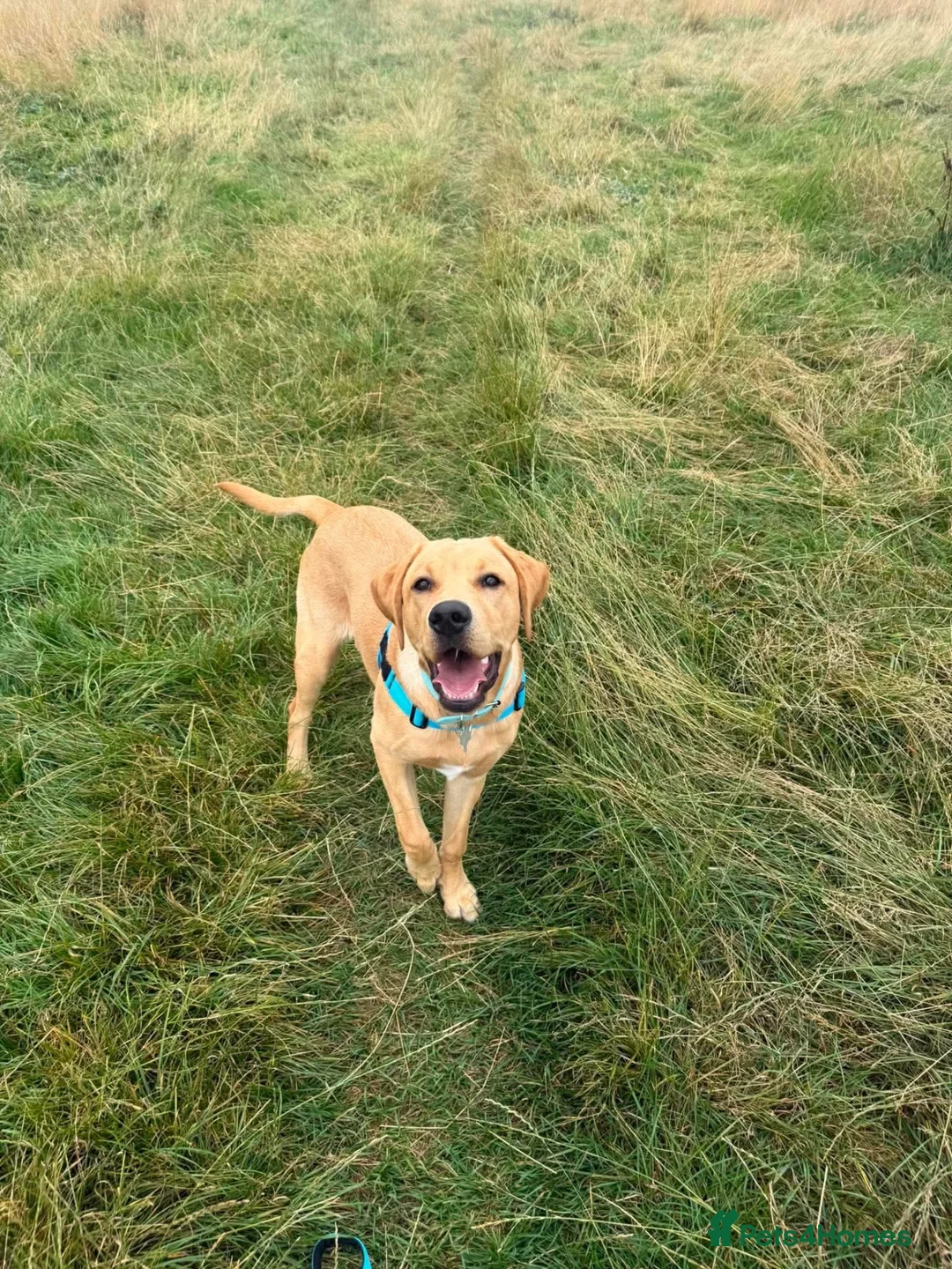 Labrador Retriever dogs for sale: 9 month old Lab looking for his forever home 🐾 - Advert 1