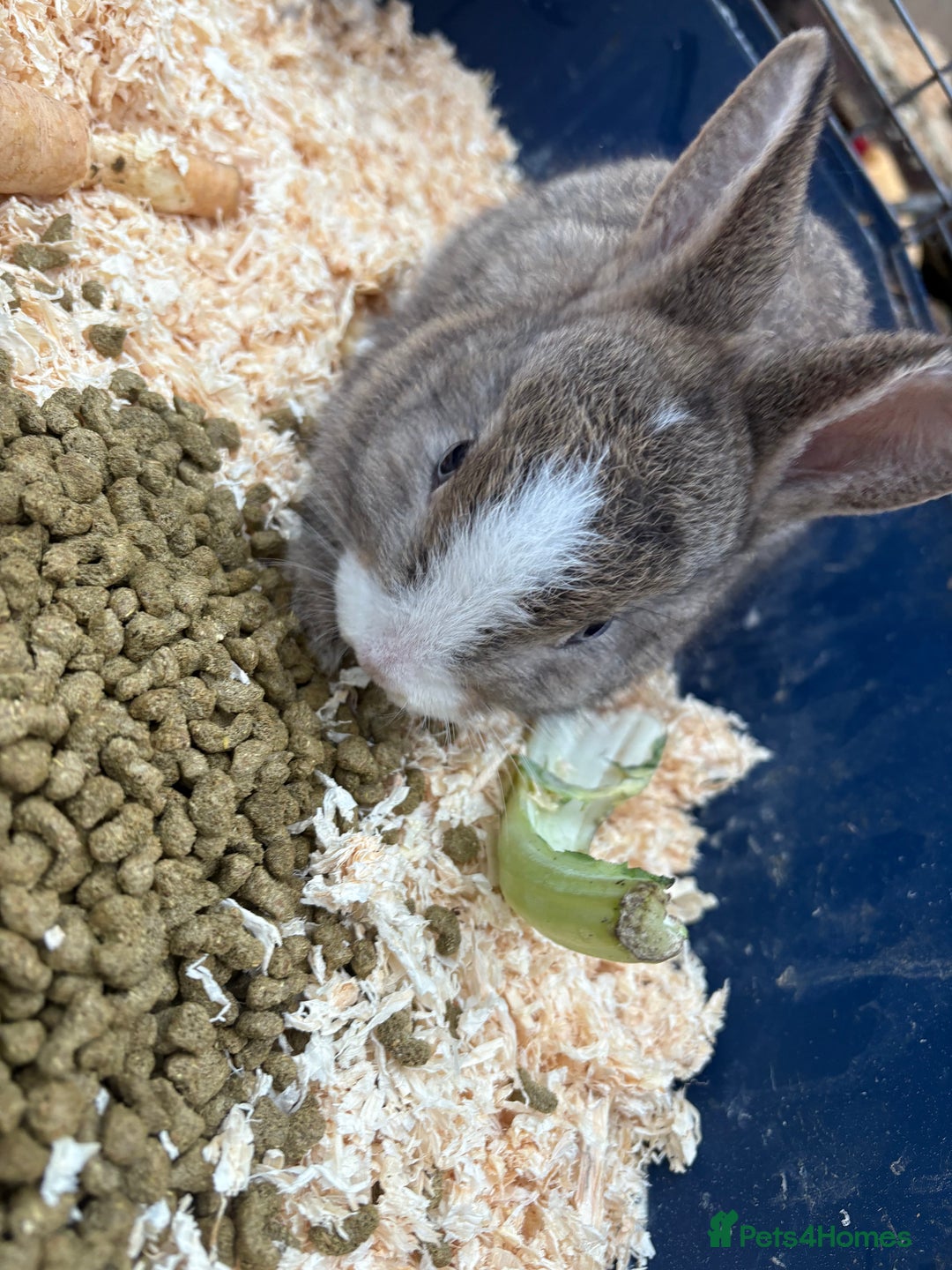 Mixed Breed rabbits for sale: Mixed breed rabbits ready now - Advert 5