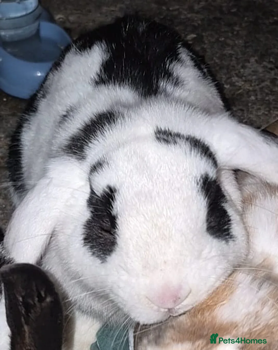 English Lop rabbits for sale: Male rabbit name oreo  - Advert 1