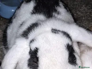 English Lop rabbits Male rabbit name oreo - Advert 17