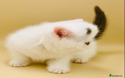 Exotic cats for sale: 🏆PREMIUM QUALITY KITTENS🏆 - Image 6