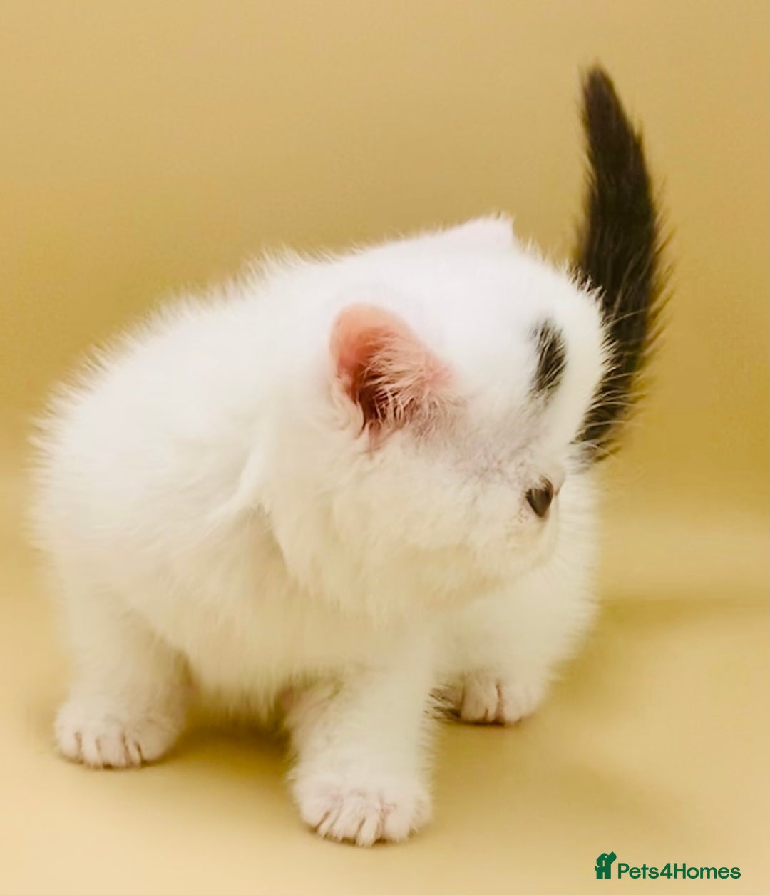 Exotic cats for sale: 🏆PREMIUM QUALITY KITTENS🏆 - Image 6