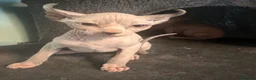 Sphynx cats for sale: Last unique split face girl with elf ears!💛 - Advert 14