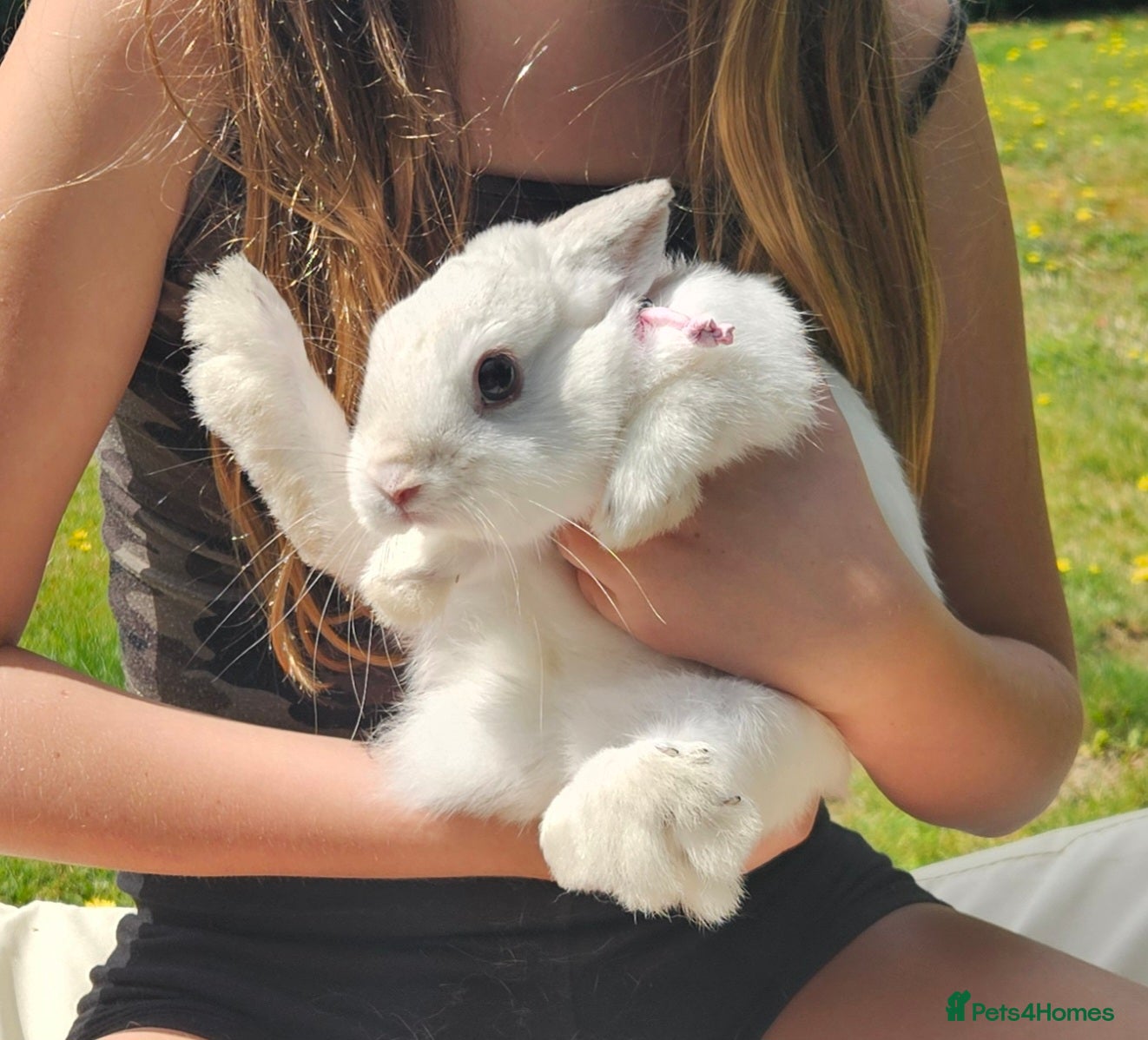 Dwarf Hotot rabbits Pretty indoor Dwarf rabbit - Advert 2