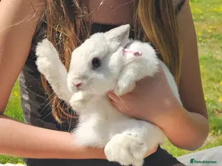 Dwarf Hotot rabbits Pretty indoor Dwarf rabbit - Advert 2