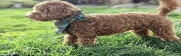 Toy Poodle dogs for stud: Stunning kc red toy poodle stud health tested in Bangor - Advert 2