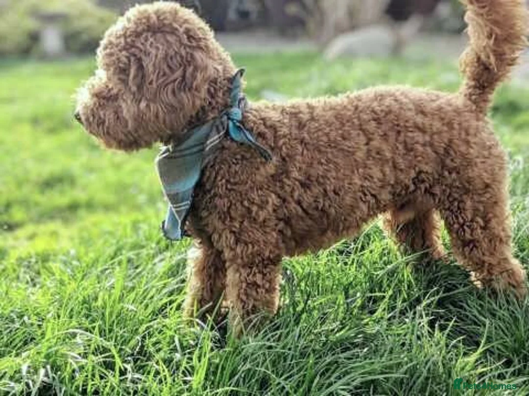 Toy Poodle dogs for stud: Stunning kc red toy poodle stud health tested in Bangor - Advert 2