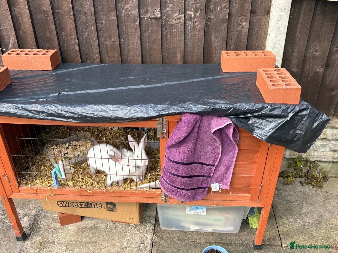 New Zealand rabbits for sale: Rabbit Pure White with Hutch and Food in Birmingham - Advert 2