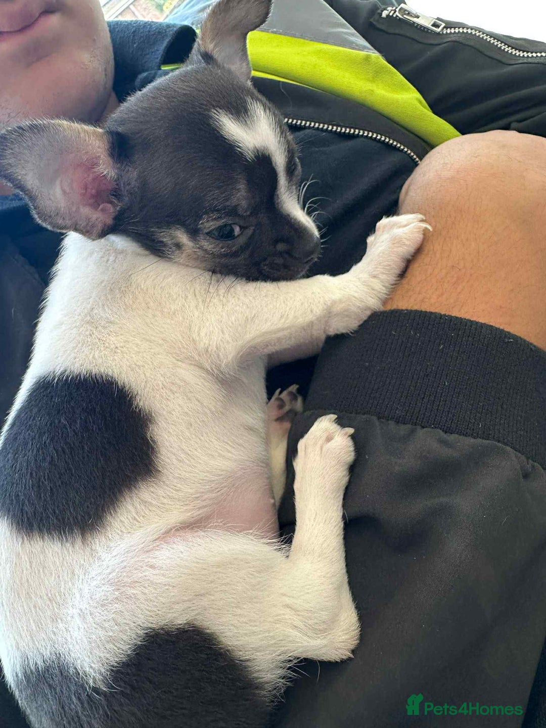 Chihuahua dogs for sale: Ready to leave female chihuahua BOTH vaccines done - Image 4