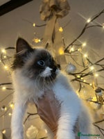 Ragdoll cats 2 beautiful fluffy ragdoll kittens for sale - Advert 6