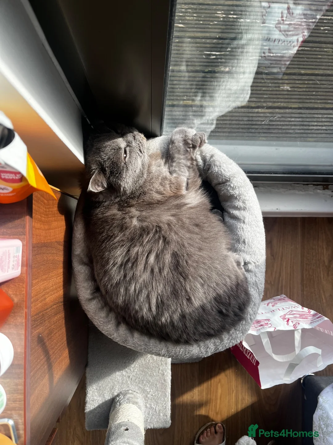 British Shorthair cats for sale: Gorgeous British Blue - Advert 2