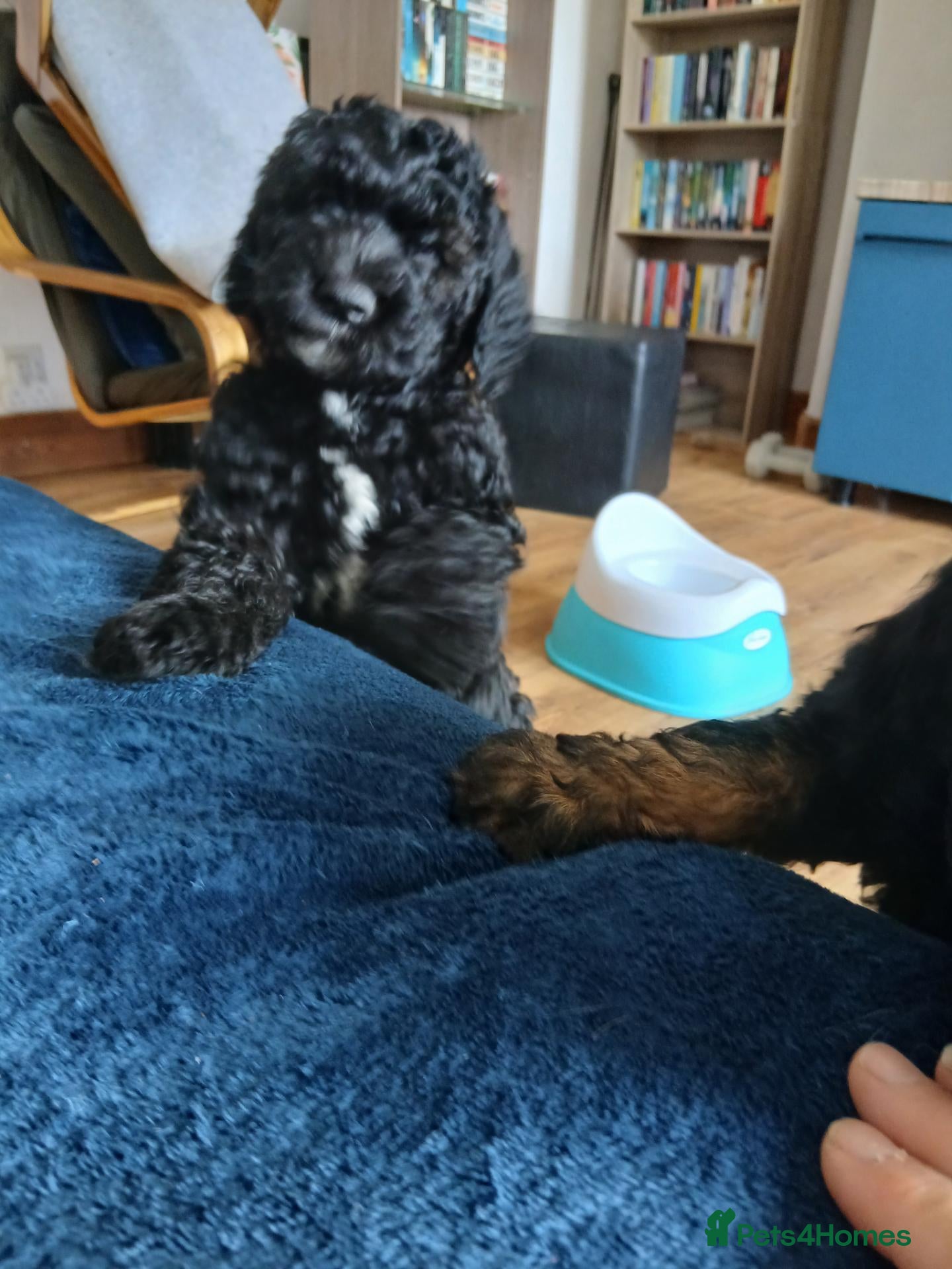 Bernedoodle dogs F2b midi Bernedoodle  - Advert 7