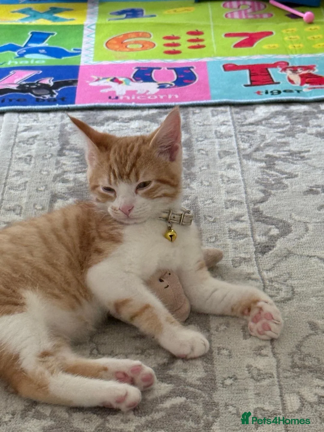 Mixed Breed cats for sale: Mixed breed cat - Advert 7