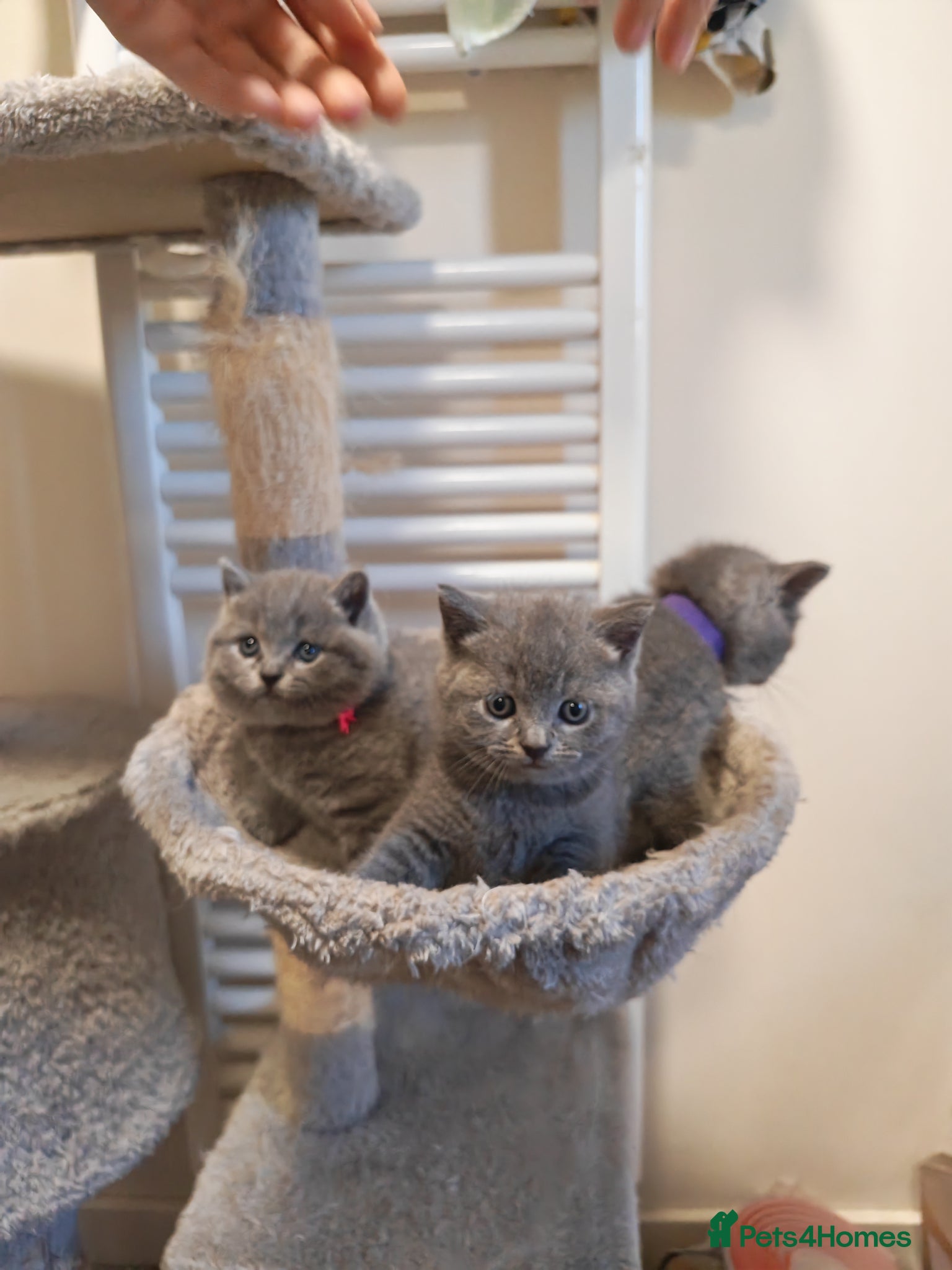 British Shorthair cats ✨British Shorthair Kittens Ready for Loving Home!✨ - Advert 1