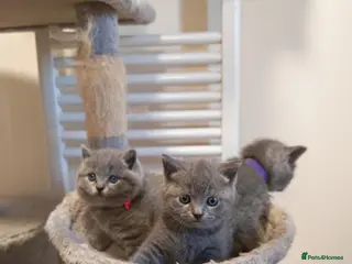 British Shorthair cats ✨British Shorthair Kittens Ready for Loving Home!✨ - Advert 1