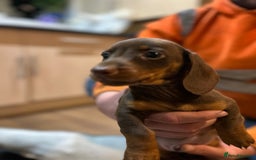 Miniature Dachshund dogs for sale: Stunning rainbow litter mini dachshunds - Advert 27