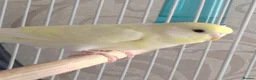 Budgerigars birds for sale: Beautiful Baby Budgies  - Advert 5