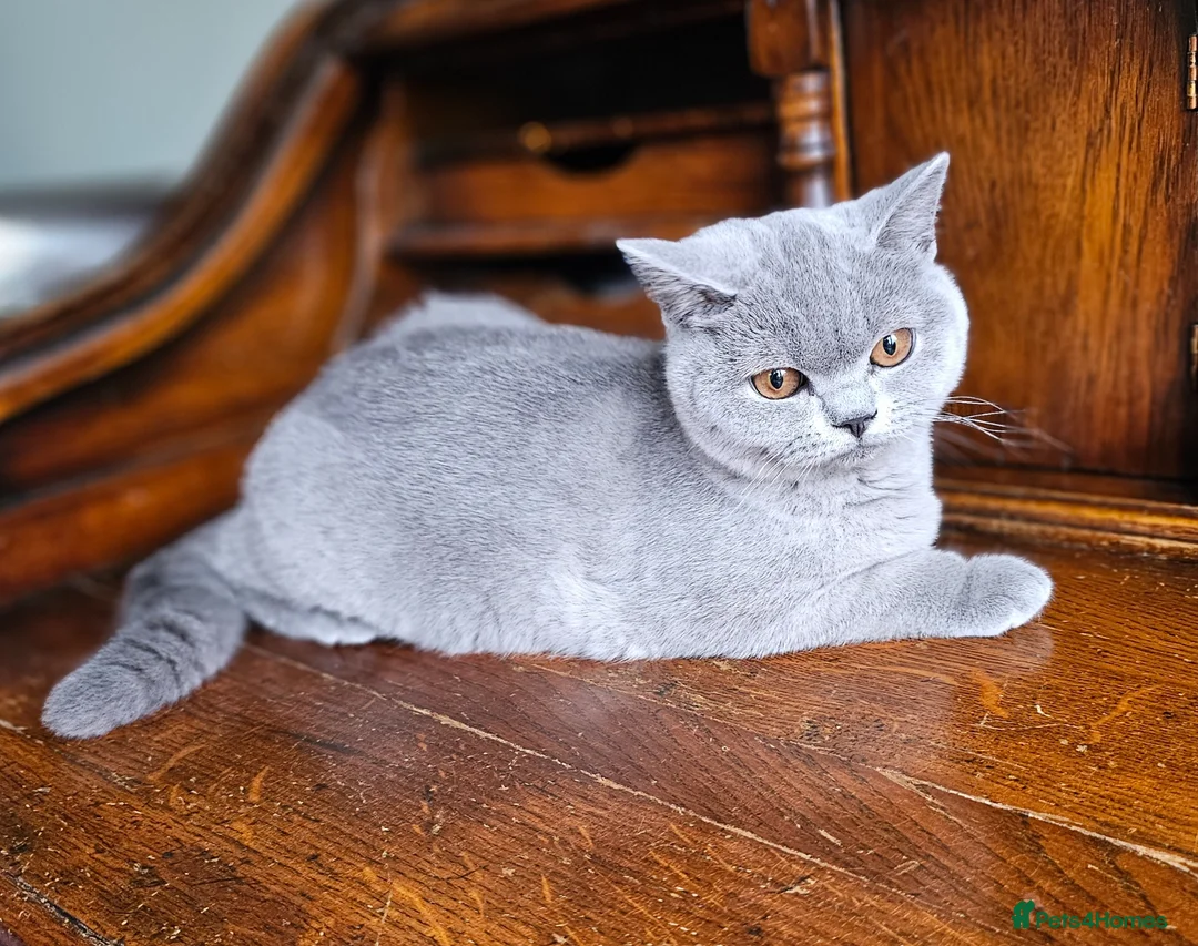 British Shorthair cats for sale: Truly beautiful British Shorthair kittens NEUTERED - Advert 1