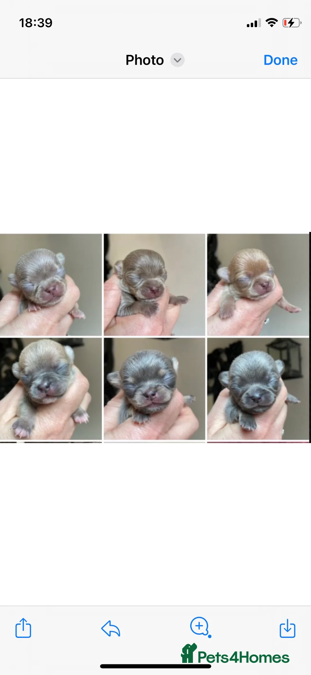 Chihuahua dogs for stud: Proven Stud  in Tamworth - Advert 10