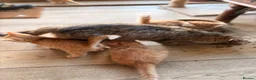 Persian cats for sale: BEAUTIFUL PERSIAN X KITTENS READY NOW - Advert 15