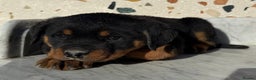 Rottweiler dogs for sale: Stunning chunky Rottweiler puppies - Advert 16