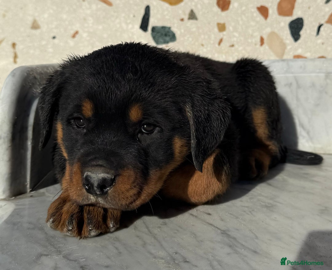 Rottweiler dogs for sale: Stunning chunky Rottweiler puppies - Image 16
