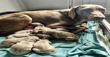 Weimaraner dogs Stunning litter of Silver Weimaraner Puppies. - Advert 2