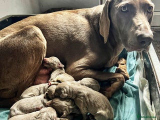 Weimaraner dogs for sale: Stunning litter of Silver Weimaraner Puppies. - Advert 1