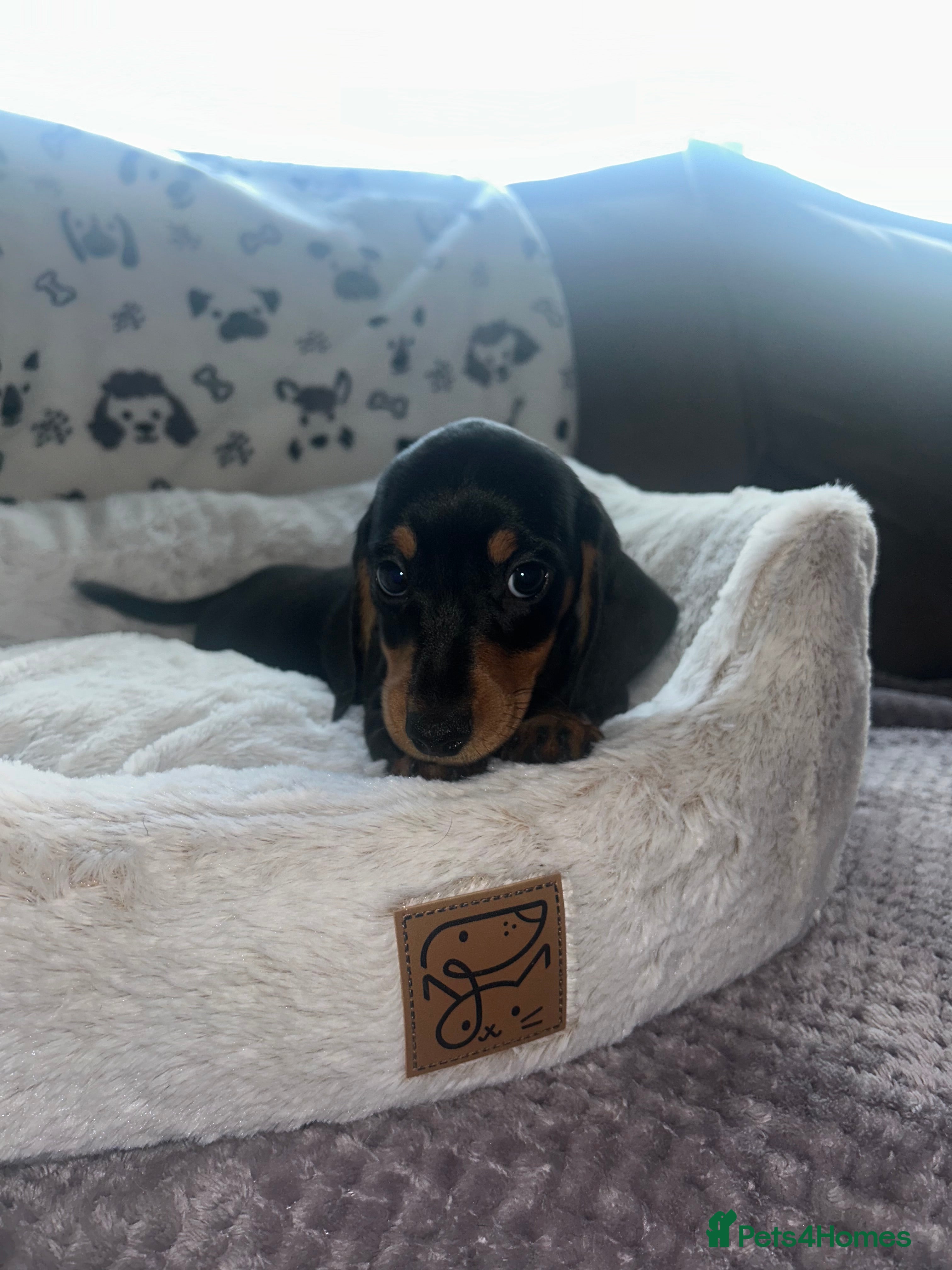 Miniature Dachshund dogs KC Registered Miniature Smooth Dachshund Puppies  - Advert 3