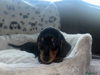 Miniature Dachshund dogs Miniature Smooth Dachshund Puppies - Advert 2