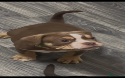 Olde English Bulldogge dogs for sale: Olde English Bulldogs - Advert 11