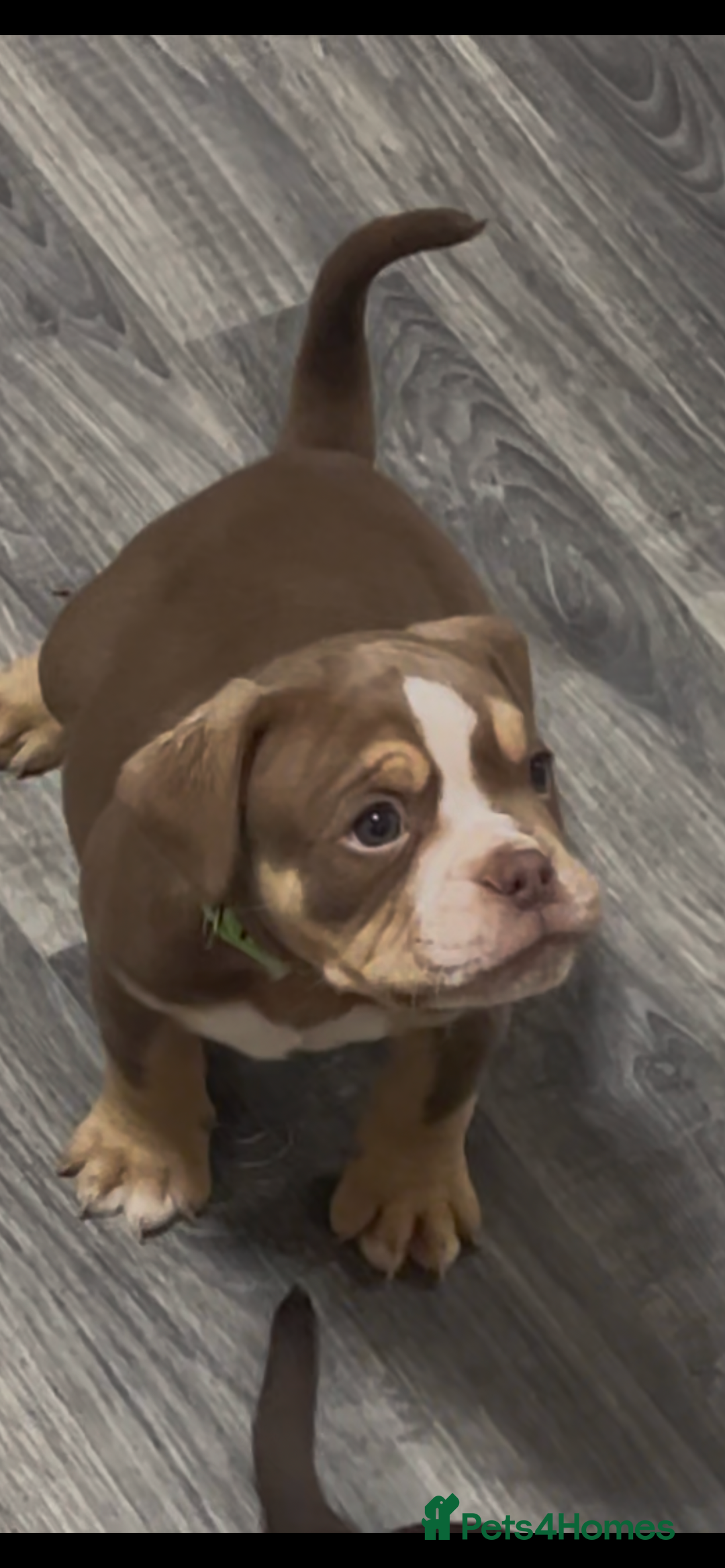 Olde English Bulldogge dogs for sale: Olde English Bulldogs - Advert 11