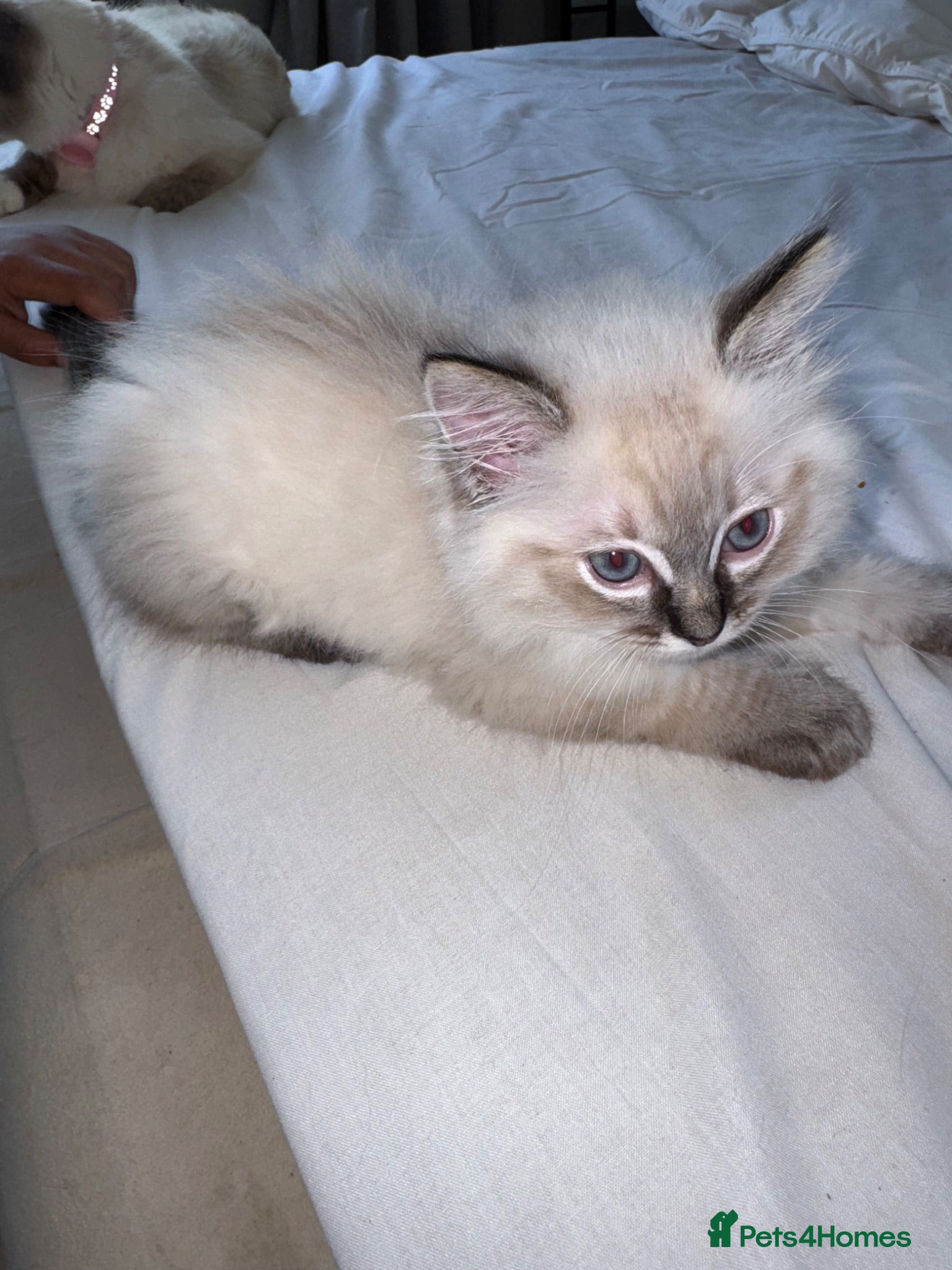Ragdoll cats Ragdoll kittens for sale  - Advert 2