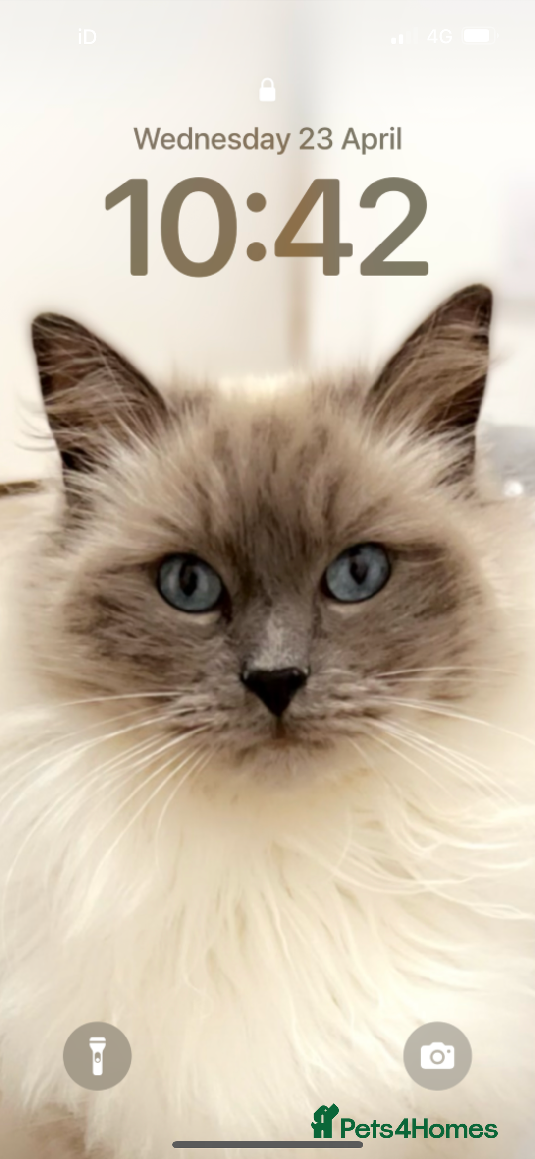 Ragdoll cats for sale: 3 year old ragdoll cross male  - Advert 1