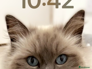 Ragdoll cats 3 year old ragdoll cross male - Advert 1