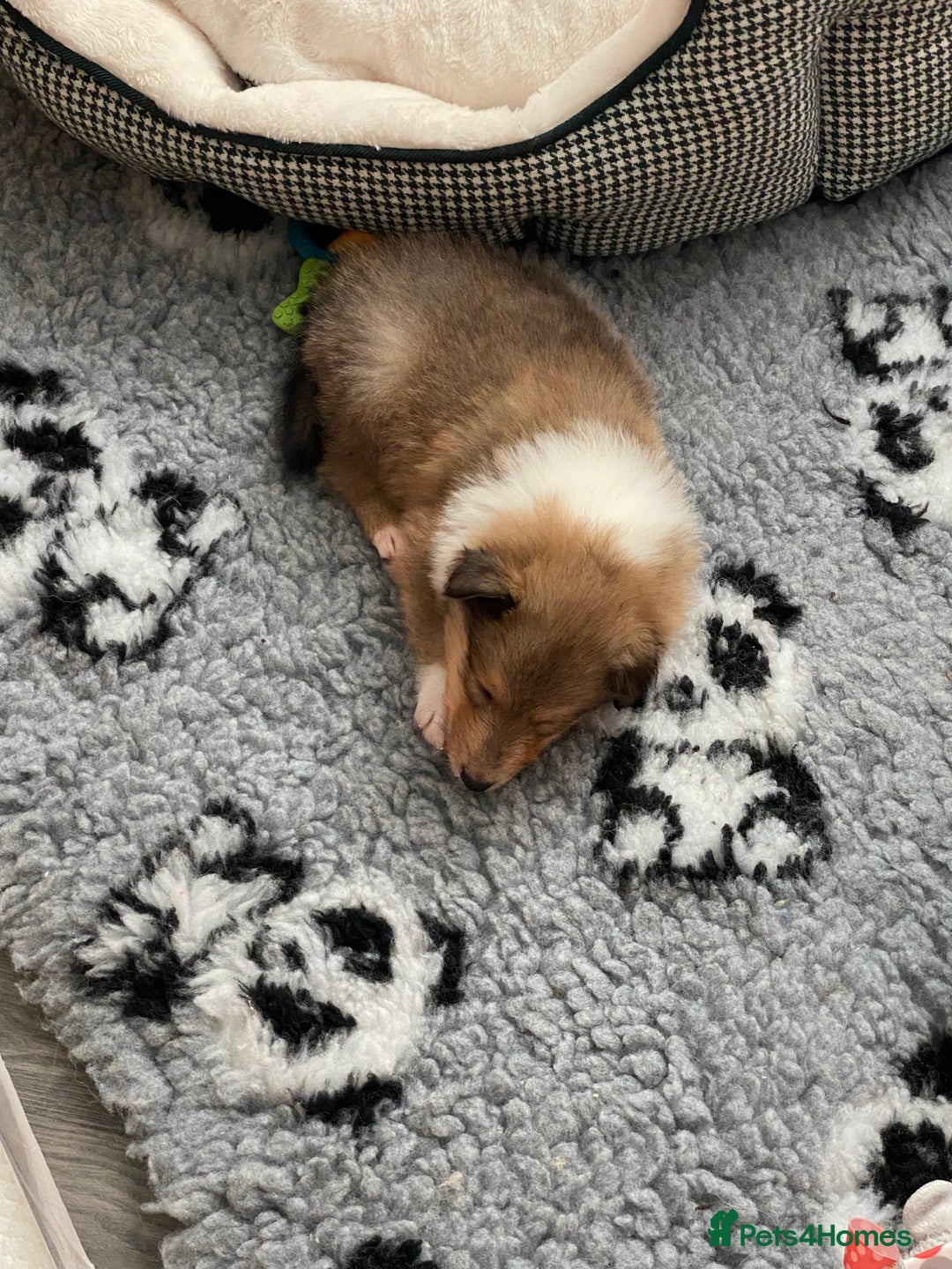 Rough Collie dogs for sale: ROUGH COLLIE  SABLE AND WHITE MALE PUPPIES - Image 4