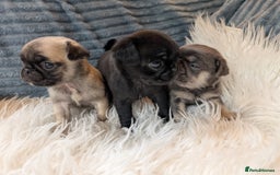 Pug dogs for sale: Quality PUG puppies. Fawn.Black and Blue/Tan - Image 7