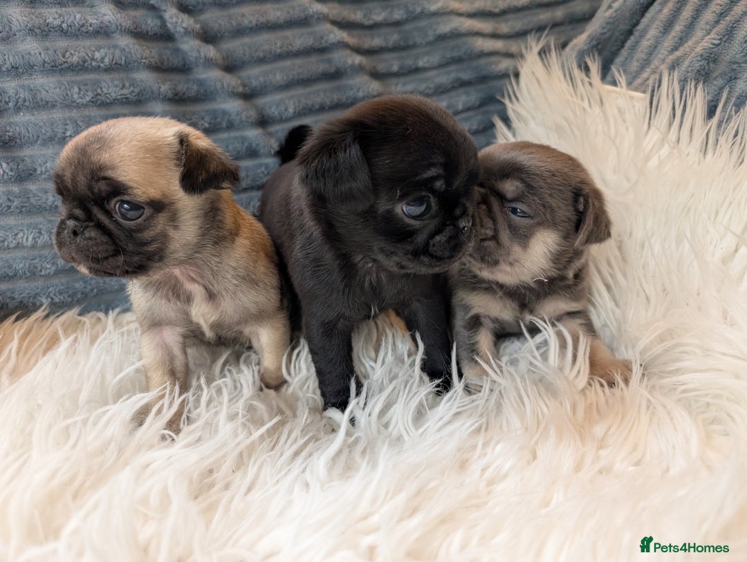 Pug dogs for sale: Quality PUG puppies. Fawn.Black and Blue/Tan - Image 7