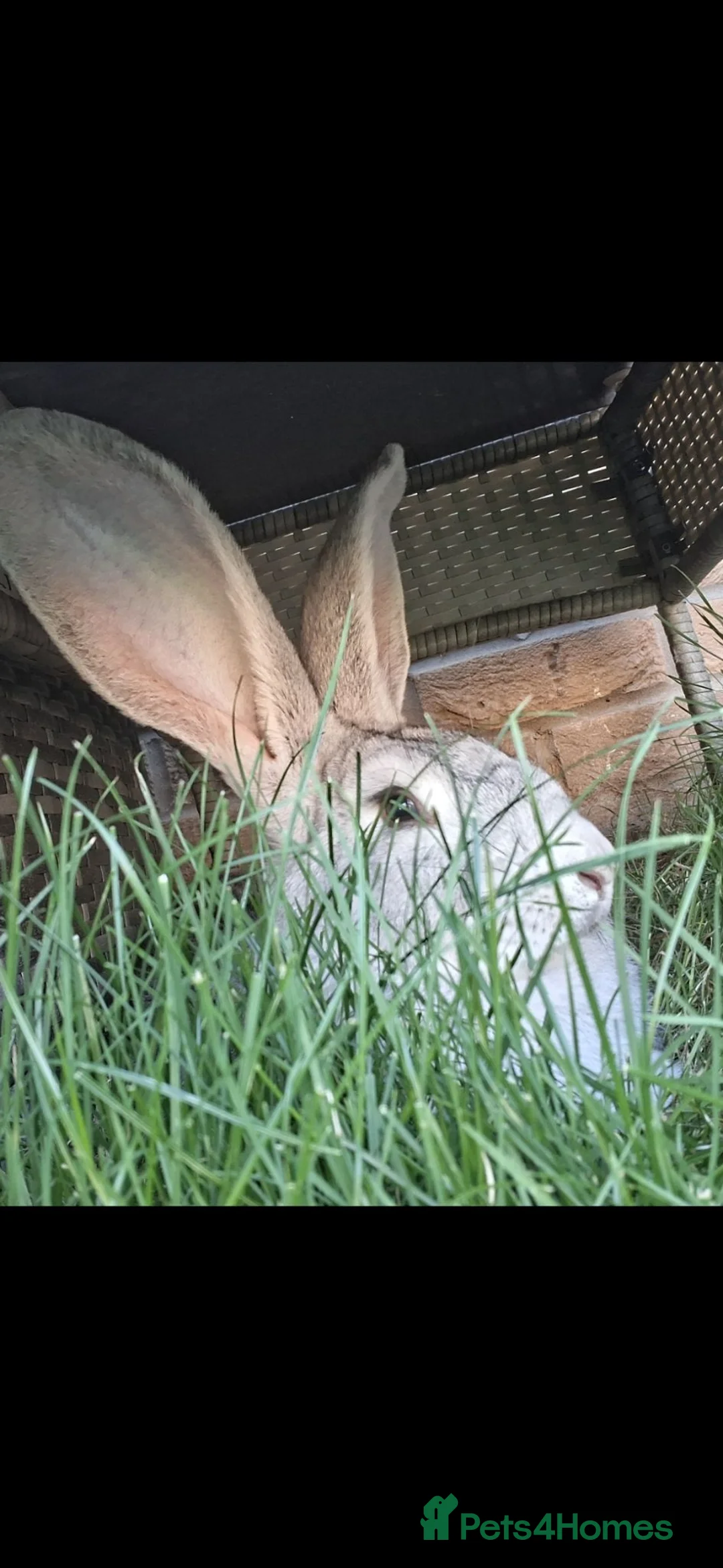 Continental Giant rabbits for sale: Continental buck in Pontefract - Advert 1