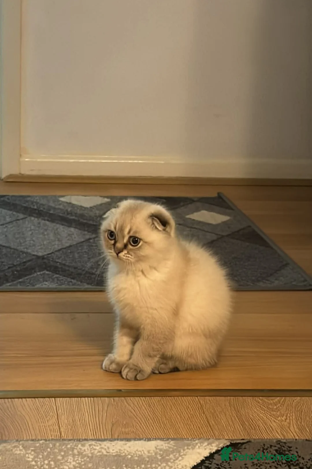 Scottish Fold cats for sale: Purebred Chinchilla Scottish Fold - Advert 1