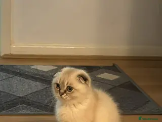 Scottish Fold cats Purebred Chinchilla Scottish Fold - Advert 8