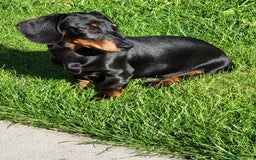 Miniature Dachshund dogs for stud: Miniature dachshund for stud - Image 3