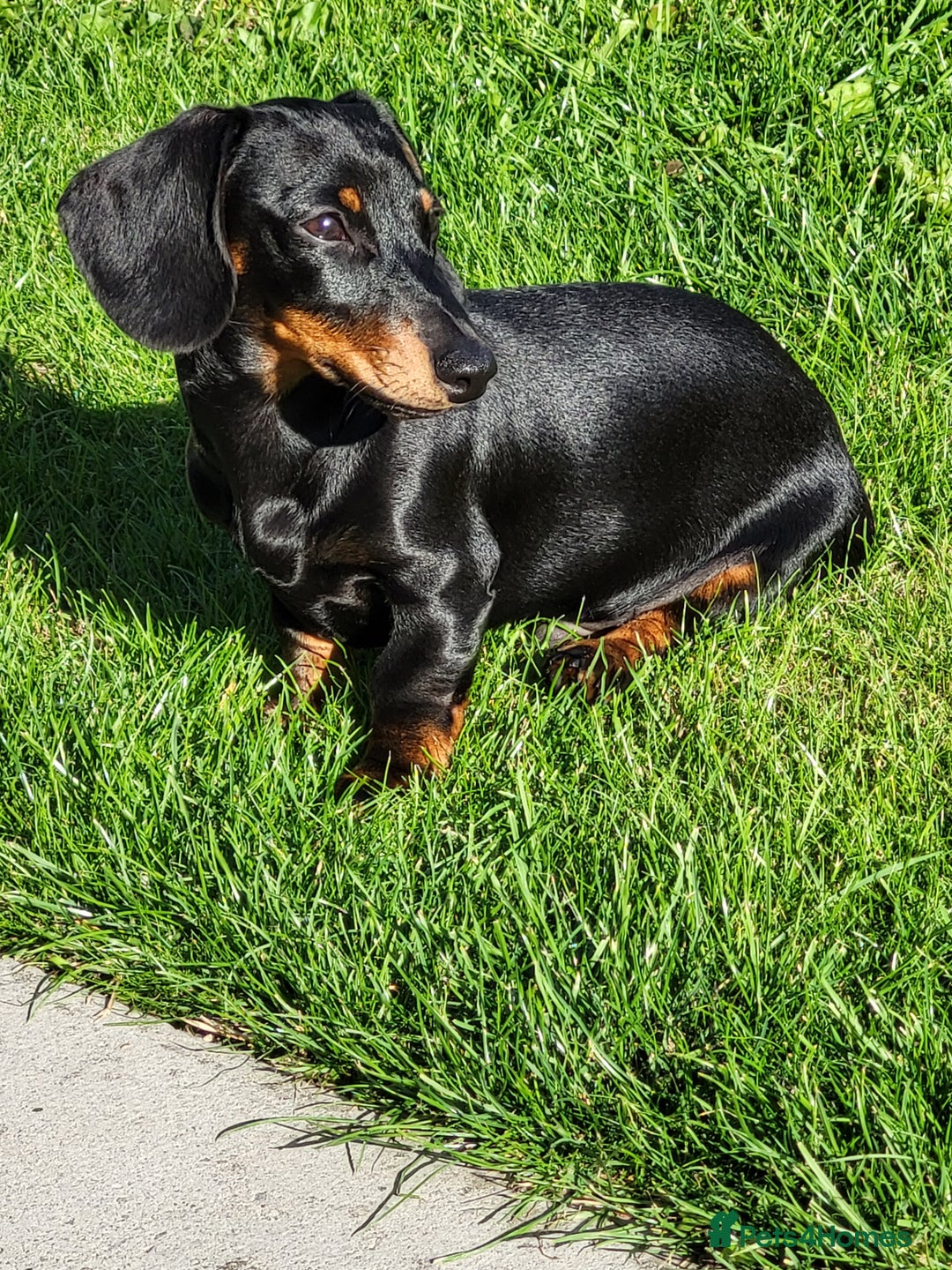 Miniature Dachshund dogs for stud: Miniature dachshund for stud - Image 3