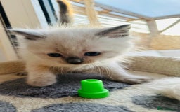 Ragdoll cats for sale: Ragdoll kittens for sale - Image 14