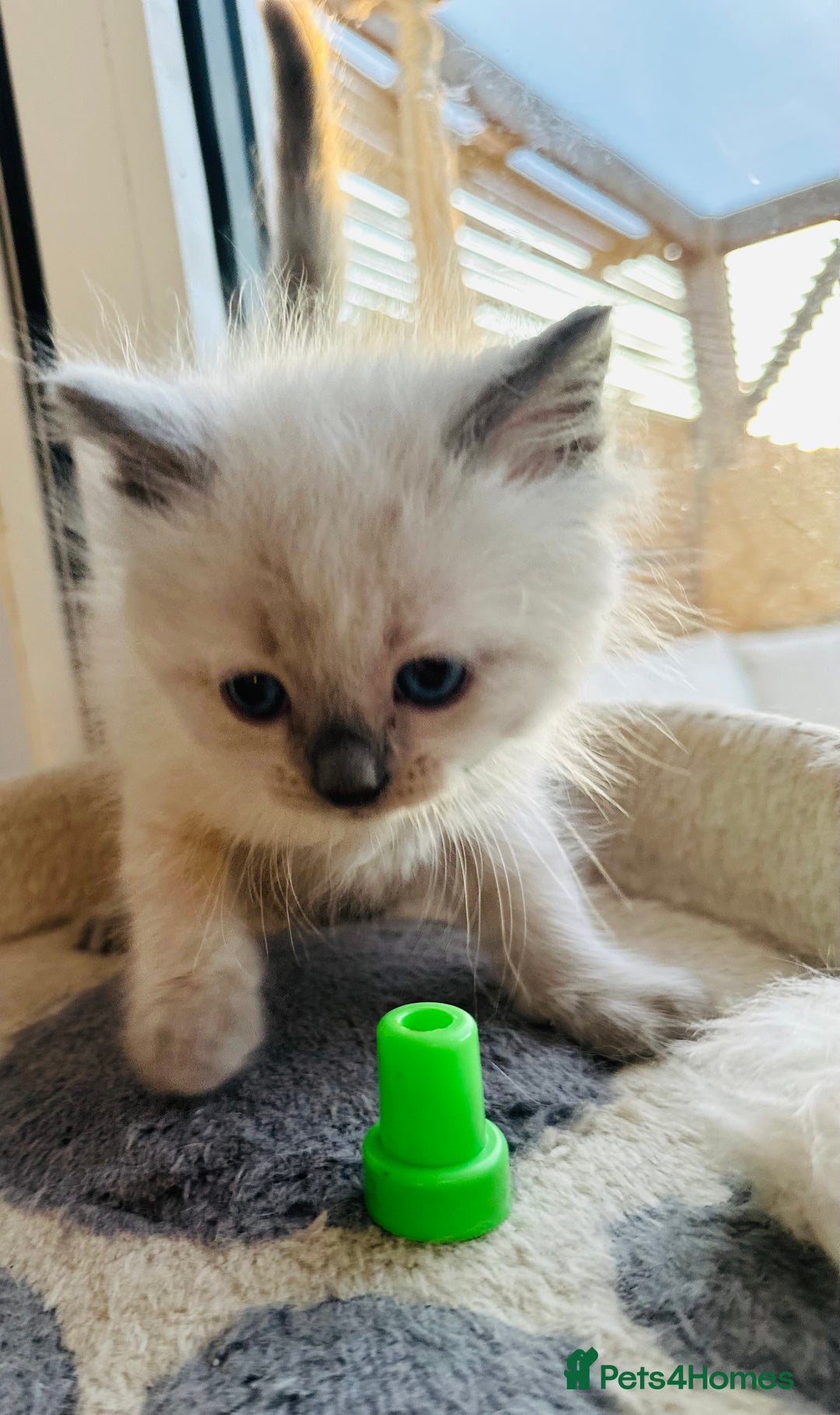 Ragdoll cats for sale: Ragdoll kittens for sale - Image 14