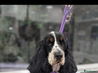 Cocker Spaniel dogs - Advert 42